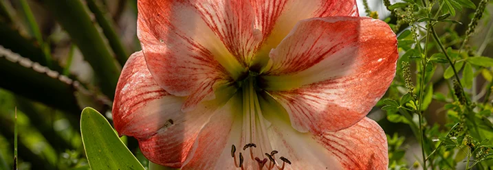 Rote und weiße Lilie